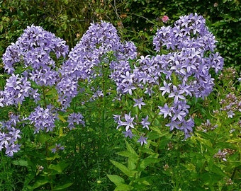 Campanula Aucherii seed