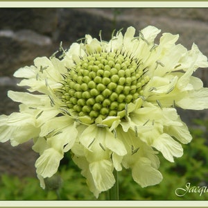 Scabiosa Ochroleuca Cream Pincushion seed image 1
