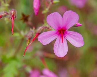 Geranium Rubescens seed