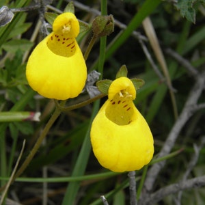 Calceolaria Biflora Goldcap seed image 4