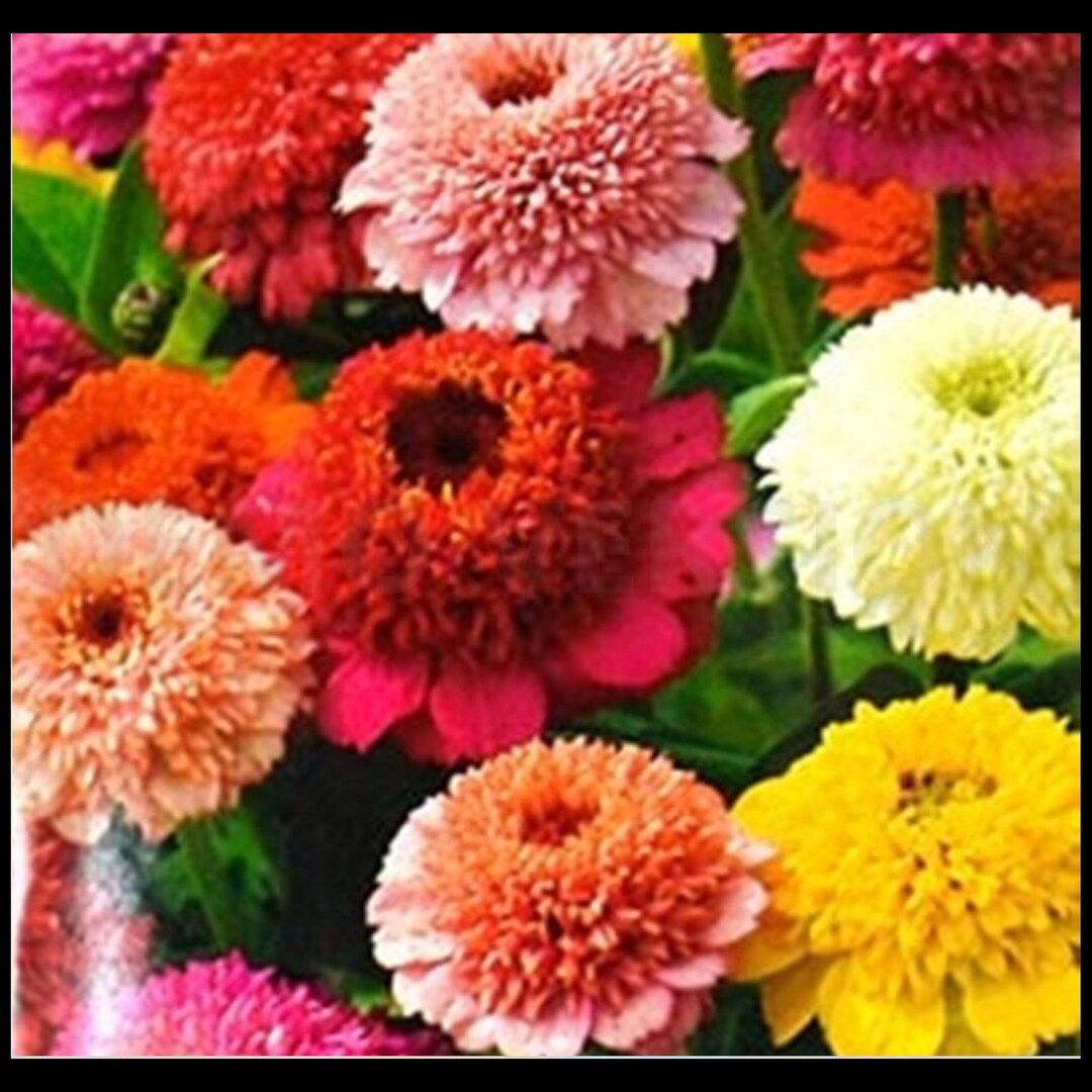Zinnia Scabiosa Candy Cane Mix Seed Etsy