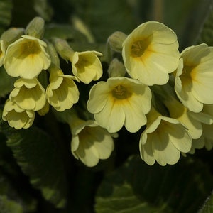 Primula Elatior Semilla verdadera de Oxlip imagen 2