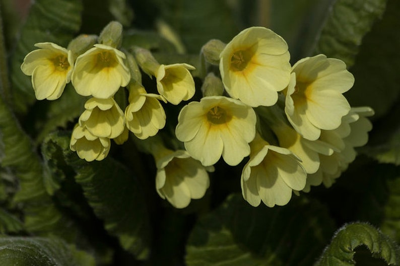 Primula Elatior True Oxlip seed image 2