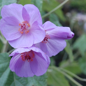 Abutilon Vitifolium – Rose Mallow seed