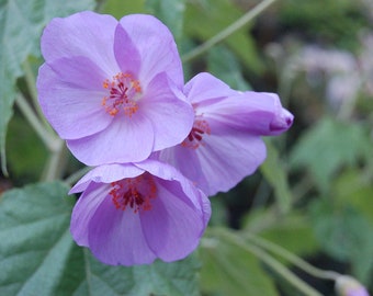 Abutilon Vitifolium – Rose Mallow seed