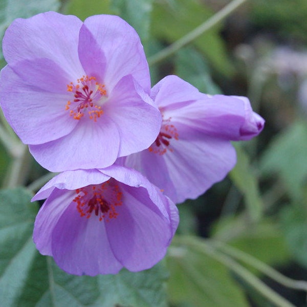 Abutilon Vitifolium – Rose Mallow seed