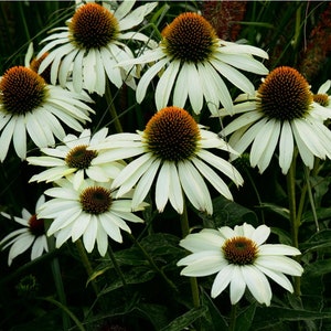 Echinacea Purpurea – Alba seed