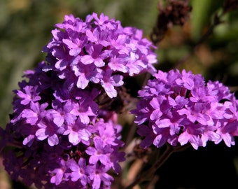 Verbena Rigida - Slender Vervain seed