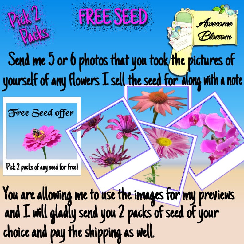 Orange Prince seed only 75 cents Shipping on single or multiple items Nemesia Strumosa