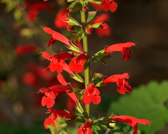 Salvia Roemeriana-Arriba seed