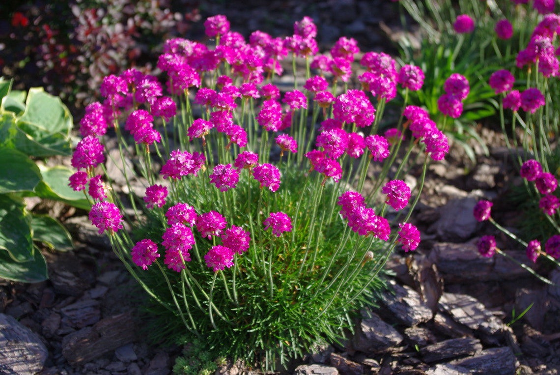 Armeria Maritima Splendens Sea Thrift Seed - Etsy
