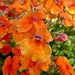 see more listings in the M N O  Flower Seed List section