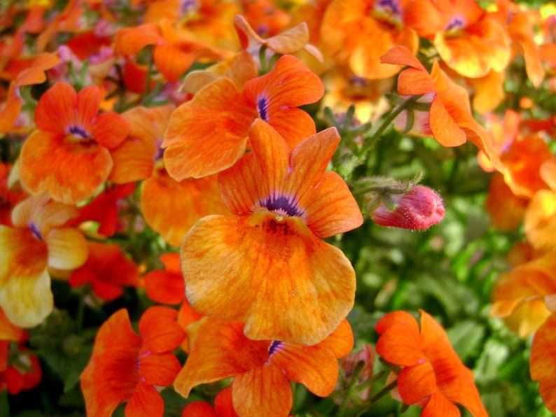 Orange Prince seed     only 75 cents Shipping on single or multiple items Nemesia Strumosa