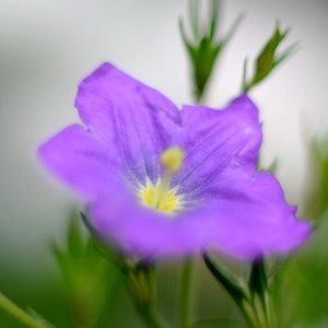 Nierembergia Hippomanica - Purple Robe seed