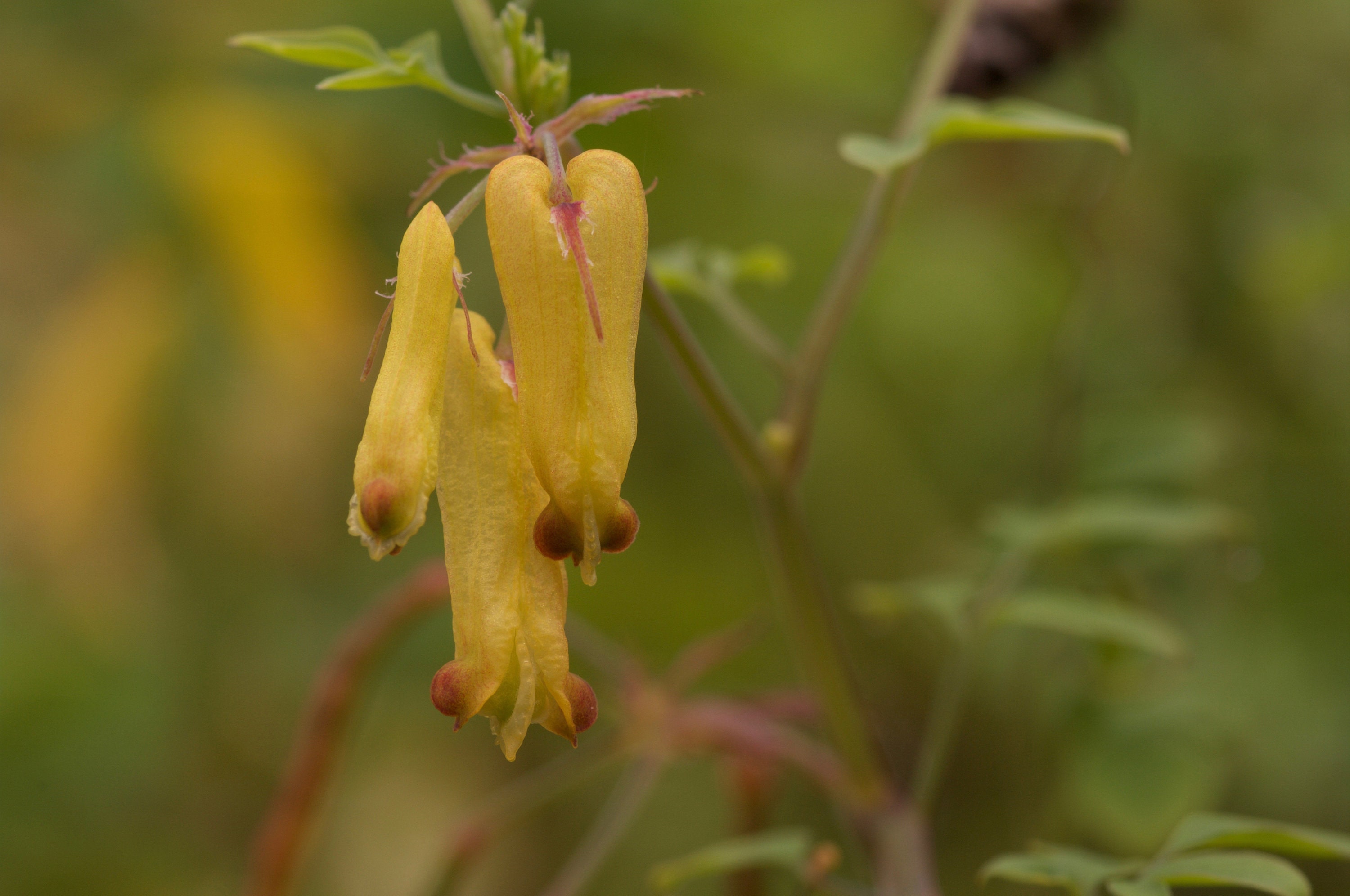Dicentra Torulosa Yellow Bleeding Heart Seed 75 Cents Etsy