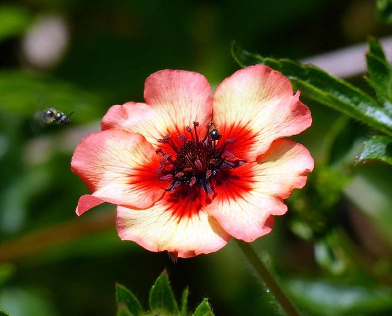 Potentilla Nepalensis Roxana seed image 3