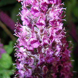 Teucrium Hircanicum seed image 3