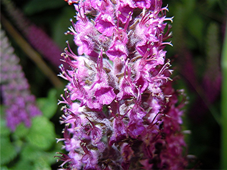 Teucrium Hircanicum seed image 3