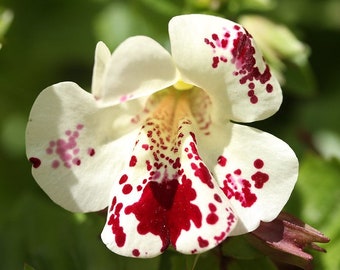 Mimulus Tigrinus - Tiger Monkey Flower Color Mix seed