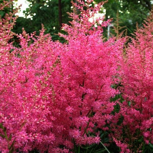 Astilbe Arendsii Bunter Mix seed