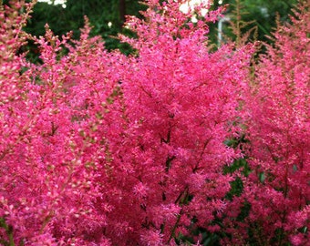 Astilbe Arendsii Bunter Mix seed