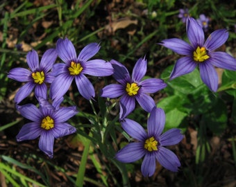 Sisyrinchium Idahoense var. Macounii seed