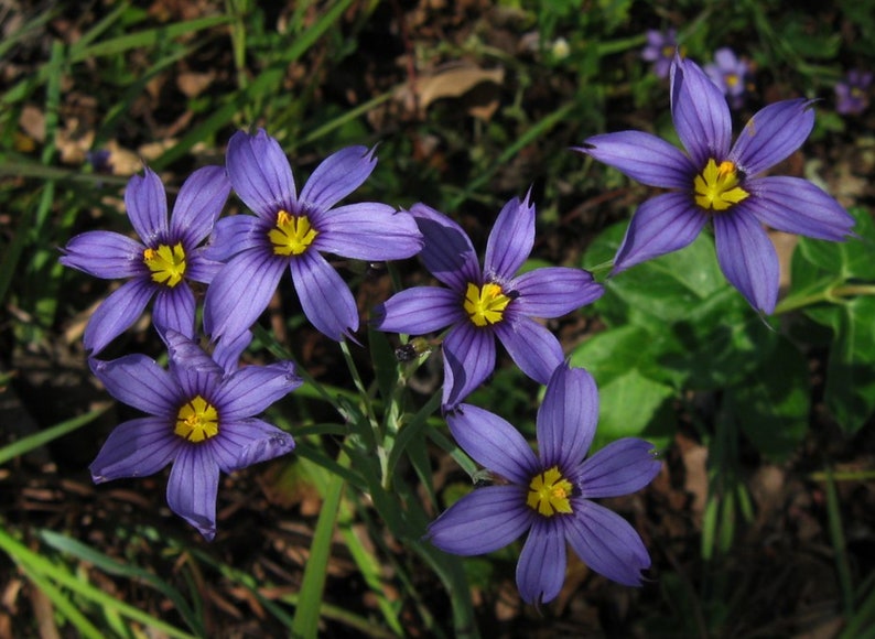 Sisyrinchium Idahoense var. Macounii seed image 1