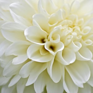 Dahlia variabilis - Dwarf Double Opera White seed