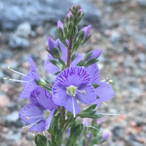 Veronica Schmidtiana seed image 2