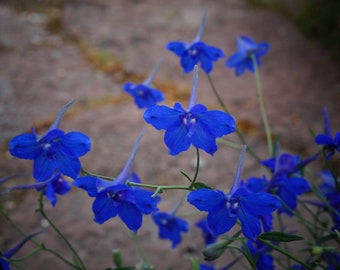 Delphinium grandiflorum - Tiny Blue seed