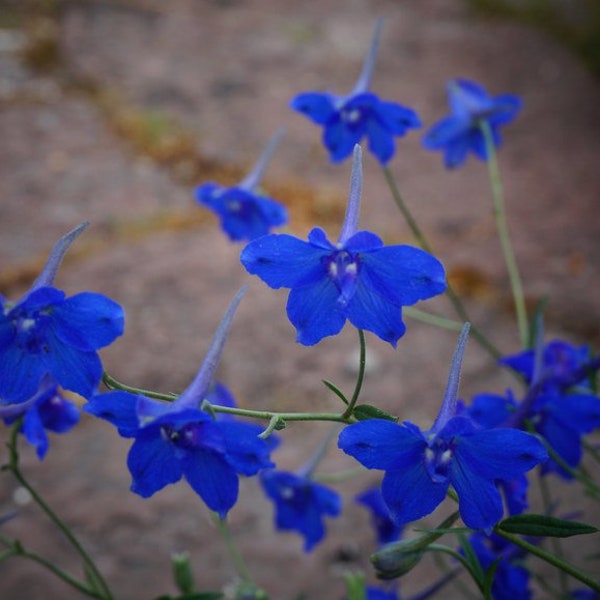 Delphinium grandiflorum - Tiny Blue seed