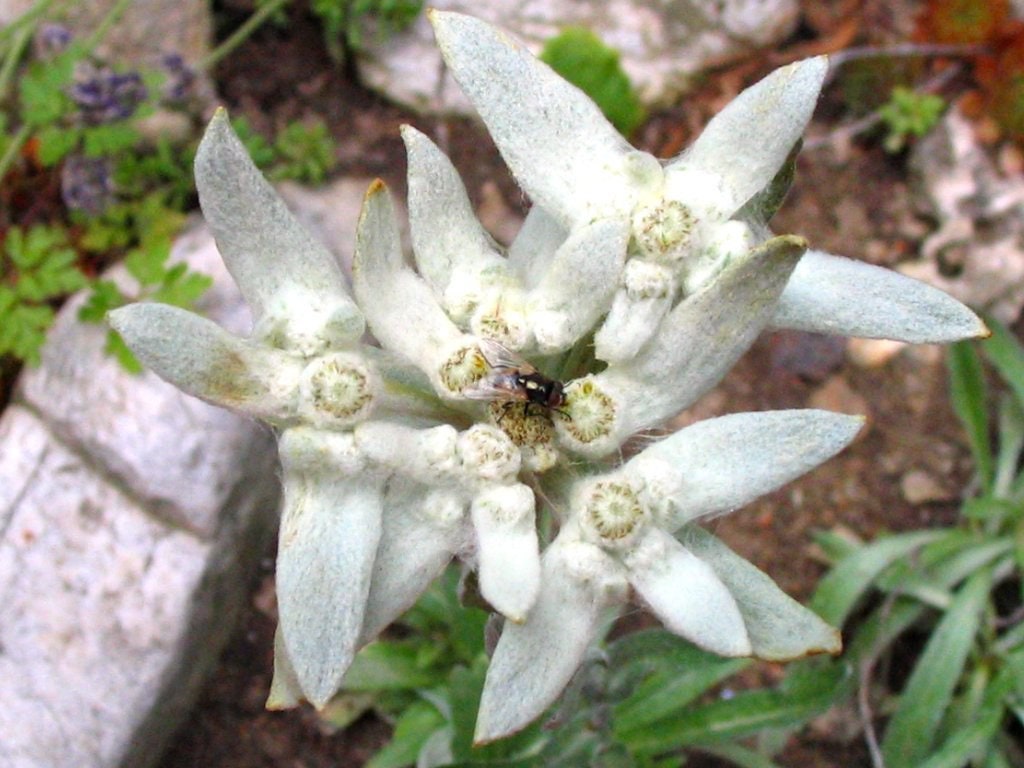 Leontopodium Alpinum Edelweiss Seed Etsy