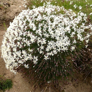 Dianthus Arenarius Sand Pink seed image 1