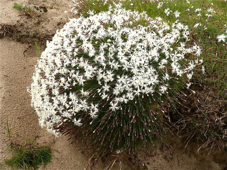 Dianthus Arenarius Sand Pink seed image 1