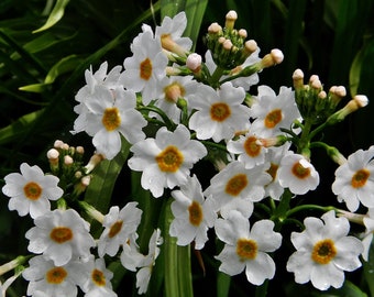 Primula Japonica - Semilla blanca de Postford