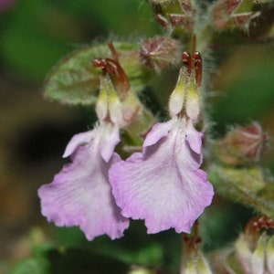 Teucrium Chamaedrys seed image 4