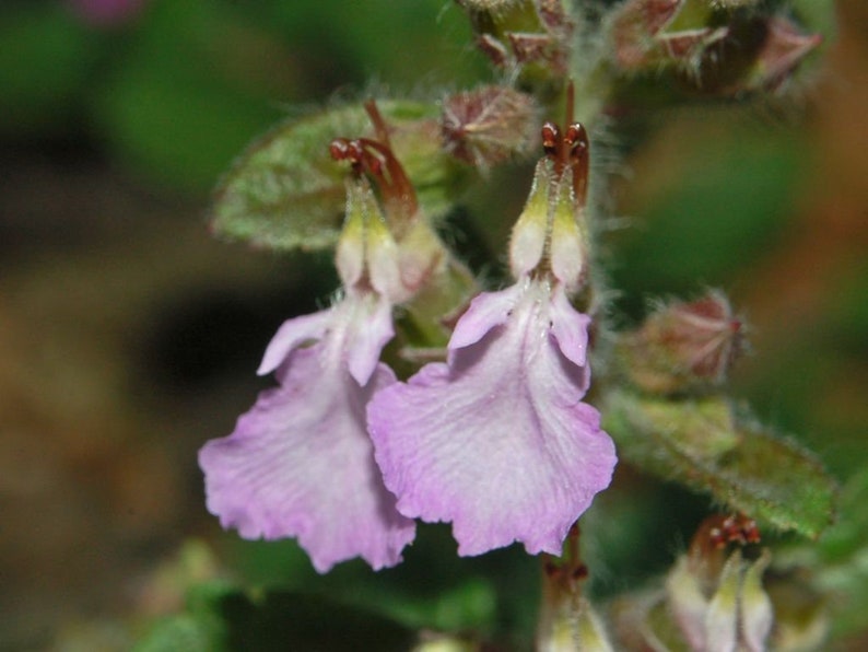 Teucrium Chamaedrys seed image 4