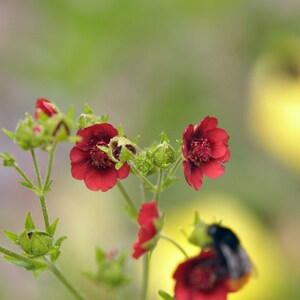 Potentilla Thurberi seed image 2