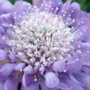 Scabiosa Atropurpurea - Oxford Blue seed