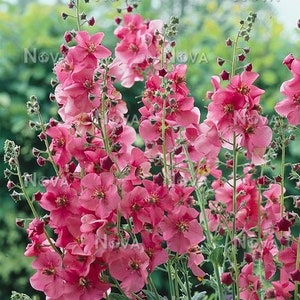 Verbascum Phoeniceum - Rosetta seed