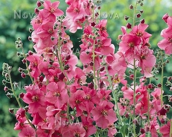 Verbascum Phoeniceum - Rosetta seed