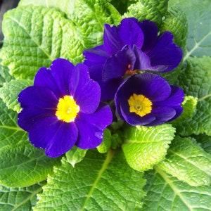 Primula Acaulis Accord Blue seed zdjęcie 1