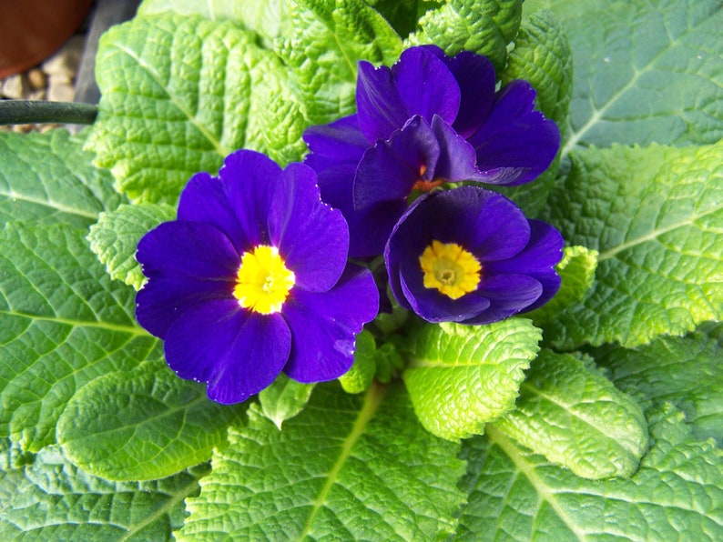 Primula Acaulis Accord Blue seed zdjęcie 1