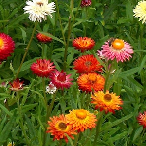 Xerochrysum bracteatum - Tall Strawflower Double mix seed