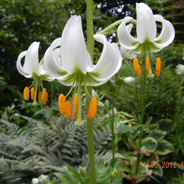 Lilium Martagon Album seed