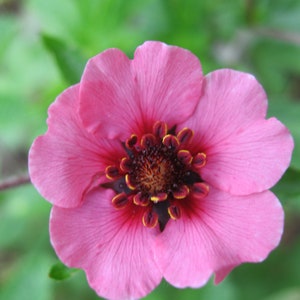 Potentilla Nepalensis Miss Willmott seed image 2