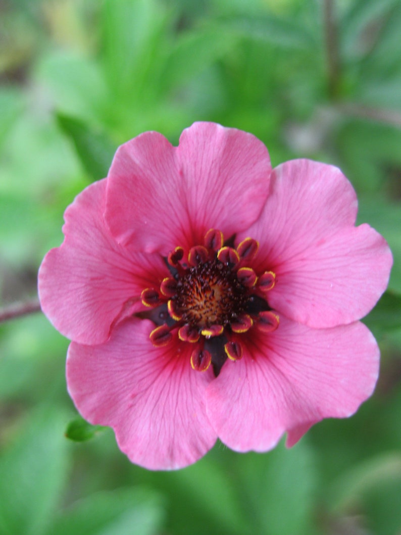 Potentilla Nepalensis Miss Willmott seed image 2