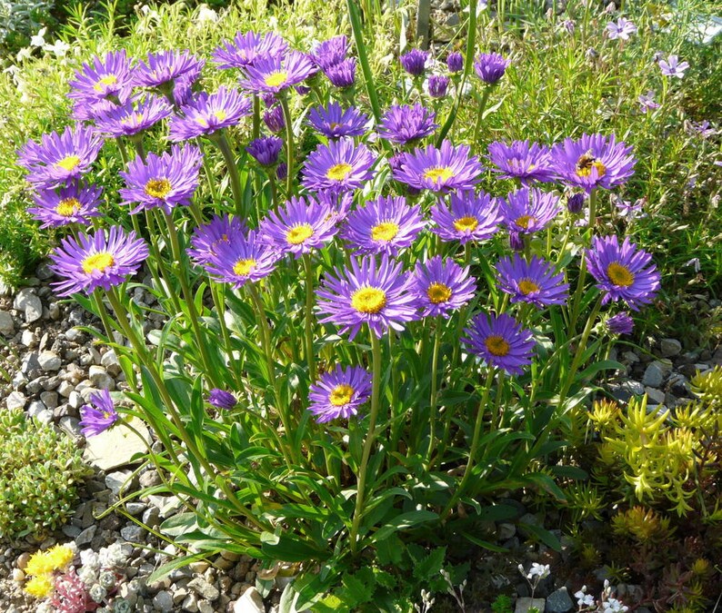 Aster Alpinus Dunkle Schöne seed image 1