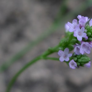 Verbena Litoralis - Seashore Vervain seed