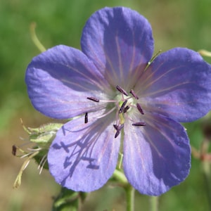 Geranium Pratense seed